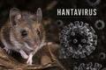 О хантавирусных инфекциях